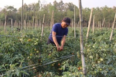 विदेशबाट फर्केर ३० रोपनीमा व्यावसायिक अकबरेखेती